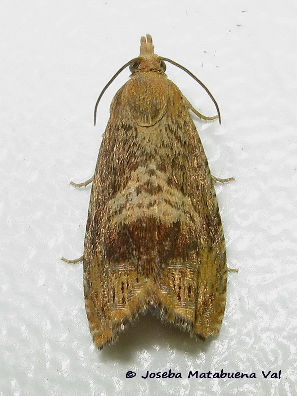 Cydia amplana - Tortricidae